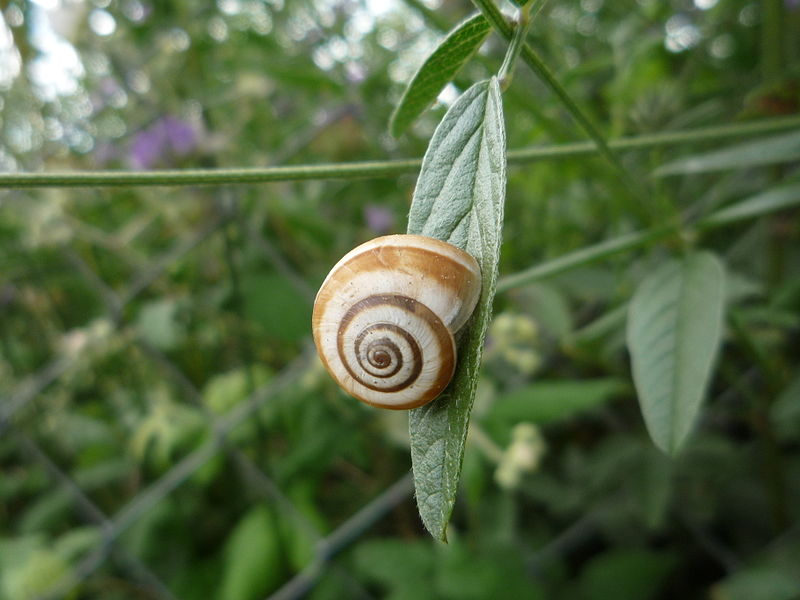 A picture of a snail on a leaf
